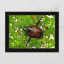 Pesquisar por besouro cartoes postais Entomologia