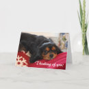 Pesquisar por cavalier king charles spaniel cartoes Animal