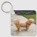 Pesquisar por lhasa apso chaveiros Animal
