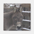 Pesquisar por mulas imas Burro