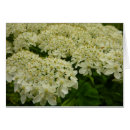 Pesquisar por cenoura cartoes Floral