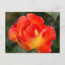 Pesquisar por orvalho cartoes postais Rosa