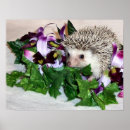 Pesquisar por ouriço pôsteres pósteres Hedgie
