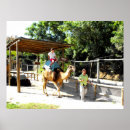 Pesquisar por camelos pósteres Para todos