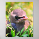 Pesquisar por pássaro preto e branco pôsteres pósteres Fotografia