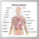 Pesquisar por anatomia humana pôsteres pósteres Coração