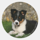 Pesquisar por filhote cachorro border collie adesivos 12 semanas