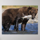 Pesquisar por cinzento pôsteres pósteres Urso