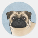 Pesquisar por mops adesivos Cachorro