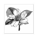 Pesquisar por flor do dogwood Árvore