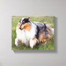 Pesquisar por collie impressão de canvas Merle