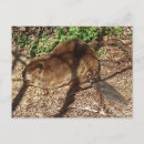 Pesquisar por castor cartoes postais Natureza