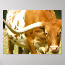 Pesquisar por bovino pôsteres pósteres Texas