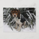Pesquisar por inverno frio cartoes postais Animal
