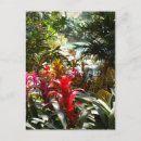 Pesquisar por colorful cartoes postais Tropical