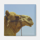 Pesquisar por camel imas Animal