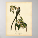 Pesquisar por audubon Vintage