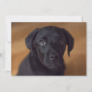 Pesquisar por labrador preto cartoes Recuperador