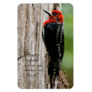 Pesquisar por sapateiro imas Pássaro