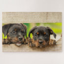 Pesquisar por rottweilers Qualquer pessoa