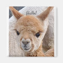 Pesquisar por alpaca imas Animal