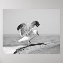 Pesquisar por preto e branco da gaivota artes pósteres Oceano