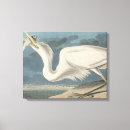 Pesquisar por grande egret Predador