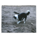 Pesquisar por collies de beira Cão