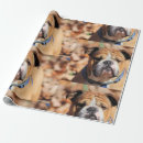Pesquisar por bulldog papel de presente Fofofo