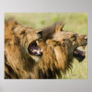 Pesquisar por leão masculino pôsteres pósteres Natureza