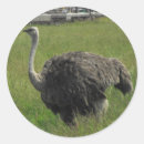 Pesquisar por avestruz adesivos Branco