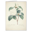 Pesquisar por camélias cartoes postais Vintage