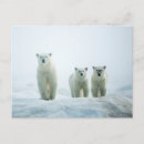 Pesquisar por filhote de urso polar cartoes postais Animal