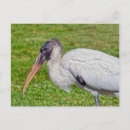 Pesquisar por stork cartoes postais Vida selvagem