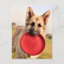 Pesquisar por frisbee cartoes postais Animal