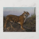 Pesquisar por tiger cartoes postais Antiguidade