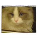 Pesquisar por calendário 2013 Gatinhos