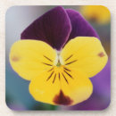 Pesquisar por viola porta copos Jardim