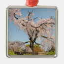 Pesquisar por flor japonesa ornamentos Flor de cereja