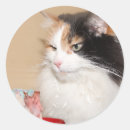 Pesquisar por gato de chita adesivos Bonito