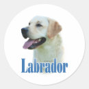 Pesquisar por labrador retriever adesivos Laboratório