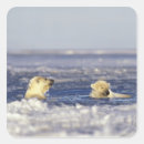Pesquisar por filhotes de urso polar adesivos Neve