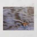 Pesquisar por surf cartoes postais Natureza