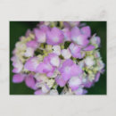 Pesquisar por hydrangea cartoes postais Flores