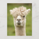Pesquisar por funny cartoes postais Lama