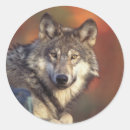 Pesquisar por lobo cinzento adesivos Lúpus de canis