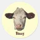 Pesquisar por vaca redonda adesivos Vacas