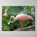 Pesquisar por pássaros tropicais pôsteres pósteres Flores