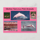Pesquisar por pink flamingo cartoes postais Flamingos