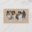 Pesquisar por sheltie Collie